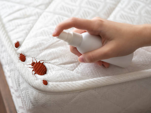 Best Termite Control Services  in Calumet Park, IL