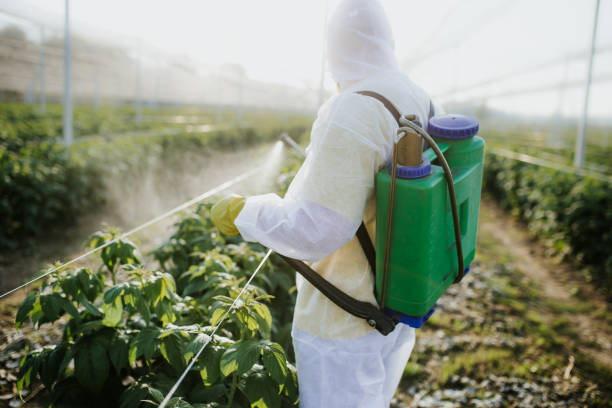 Best Wasp Removal Services  in Calumet Park, IL